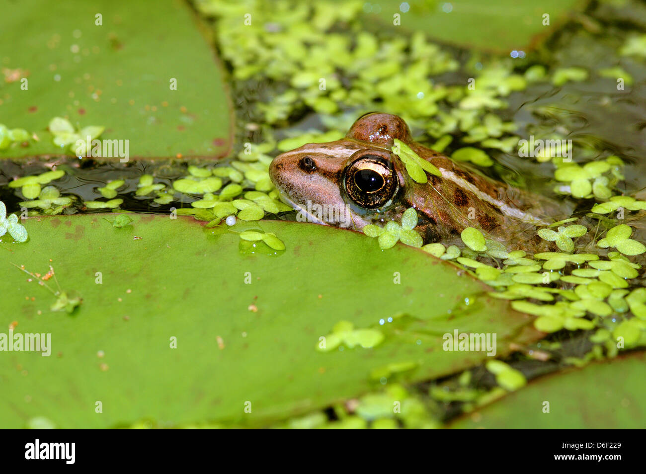 Rana levantina, Hadera frog floating in the water Stock Photo