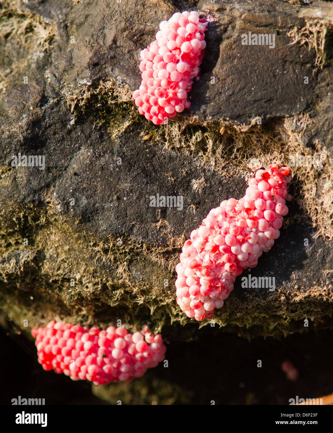 Pink eggs or spawn of a species of frog on stones around a pool in Sabah Malaysian Borneo Stock Photo