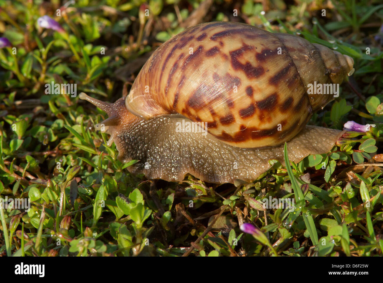 Giant land snail some ten centimetres long in grass Borneo Stock Photo