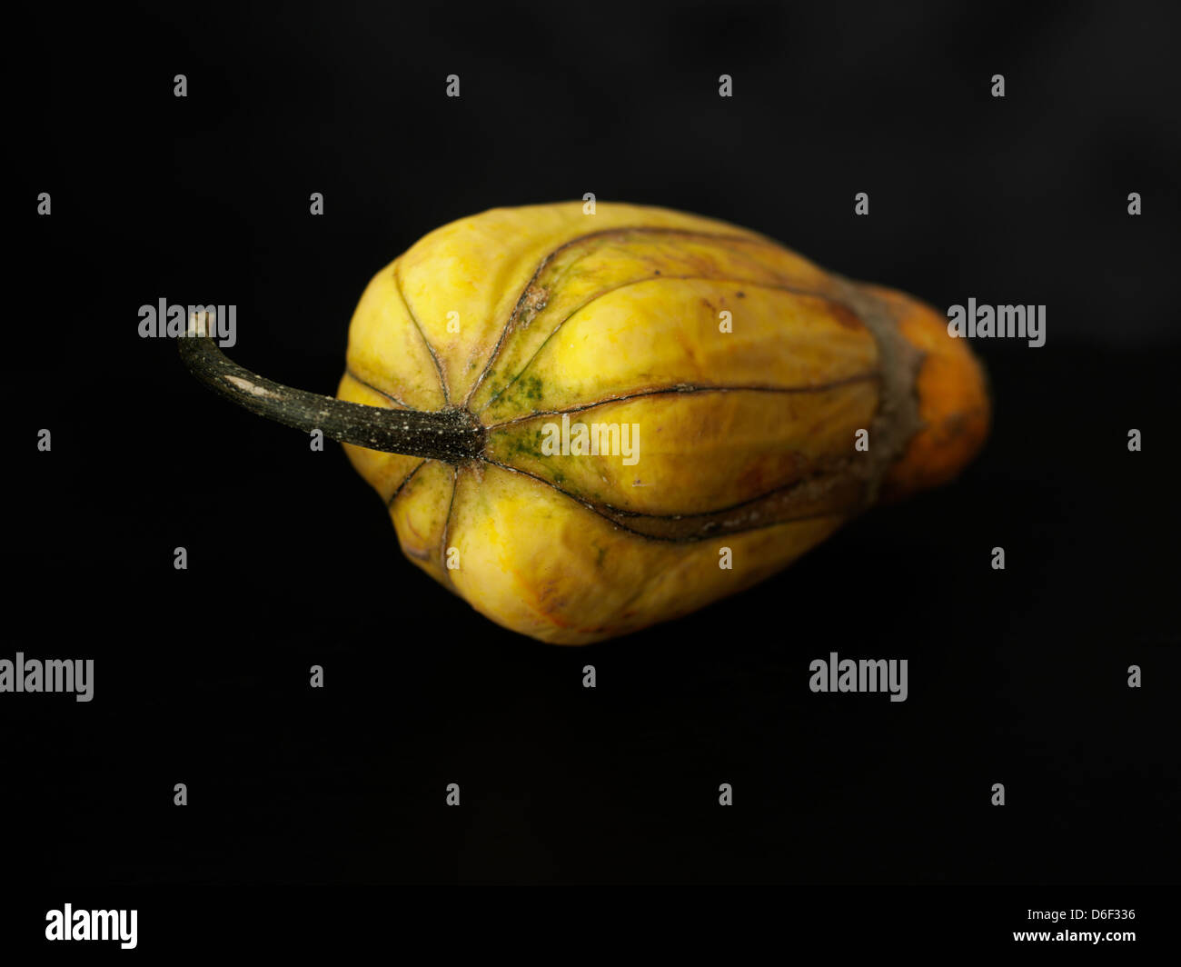 Organic Delicata Squash Stock Photo
