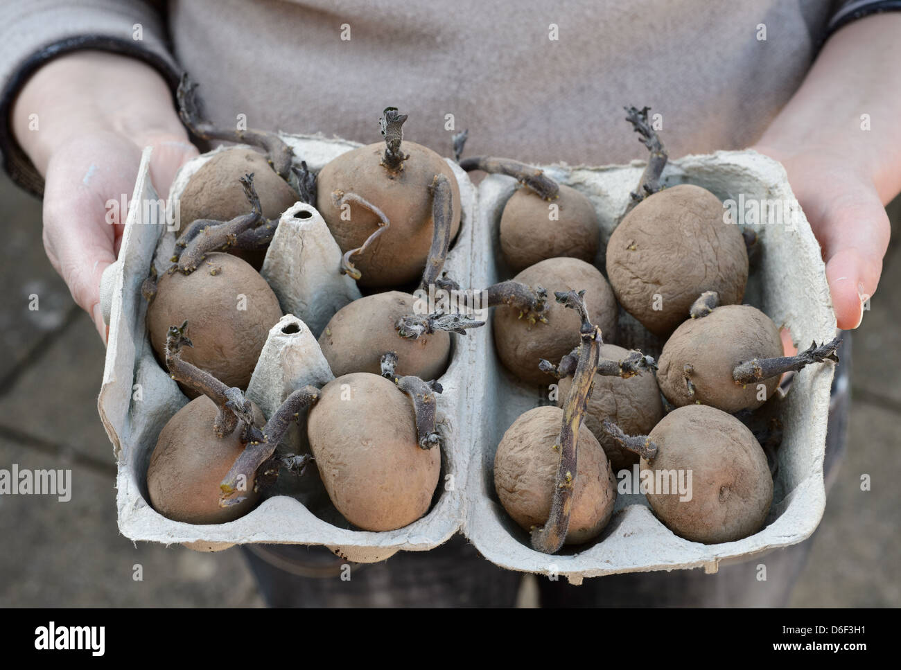 A tray of chitting seed potatoes/ potatos ready for