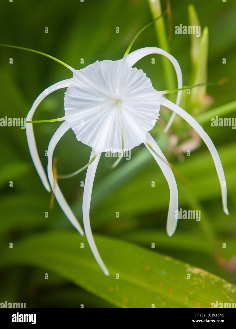 Trumpet shaped tasseled flower of the white lily Crinum asiaticum in a garden in Sabah Borneo Stock Photo