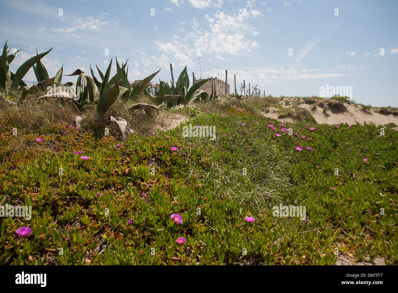 pink flowers and agave plants on the beach Stock Photo