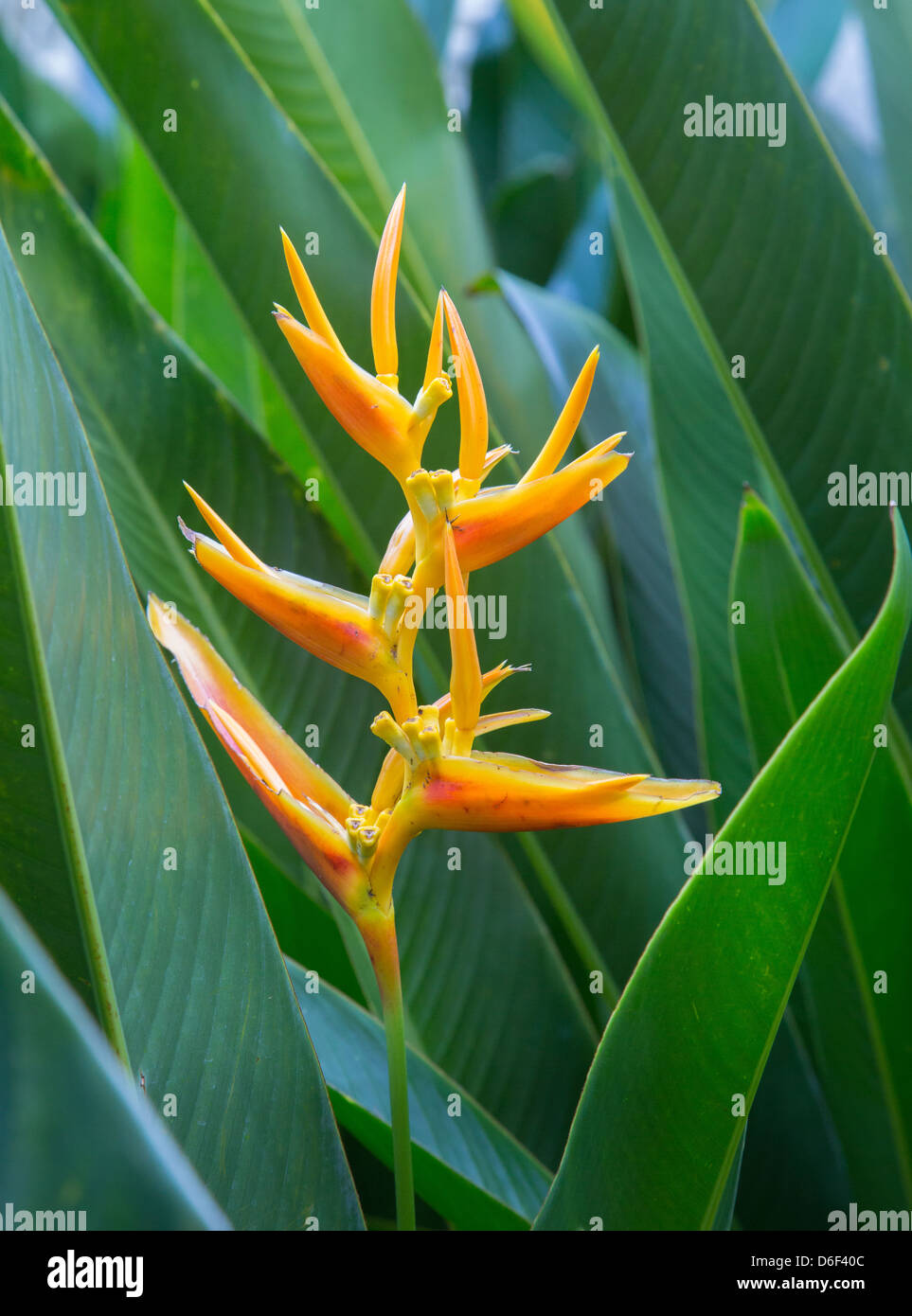 Crab Claw Flower High Resolution Stock Photography and Images Alamy