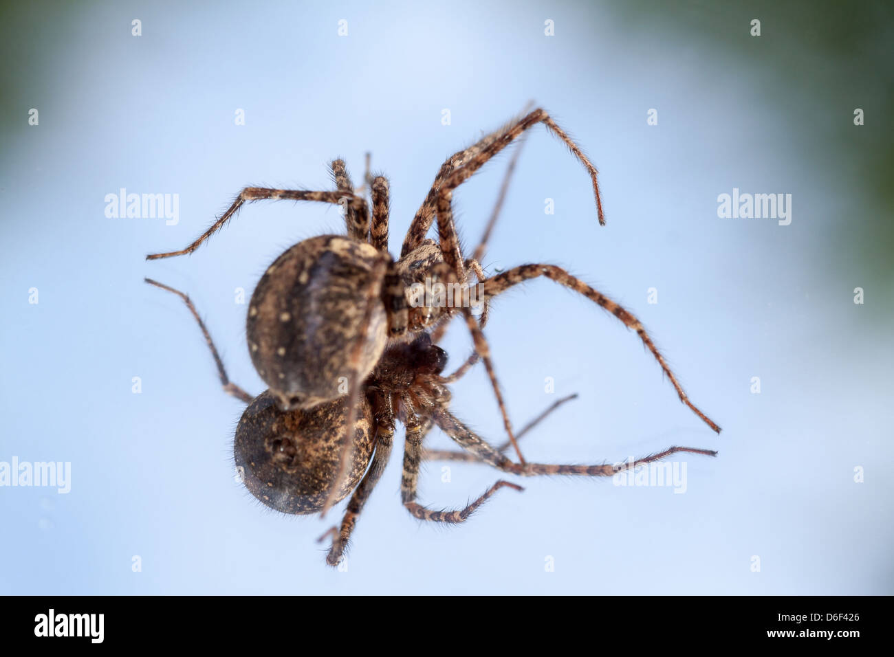 Berlin, Germany, a Four-spotted spider Stock Photo