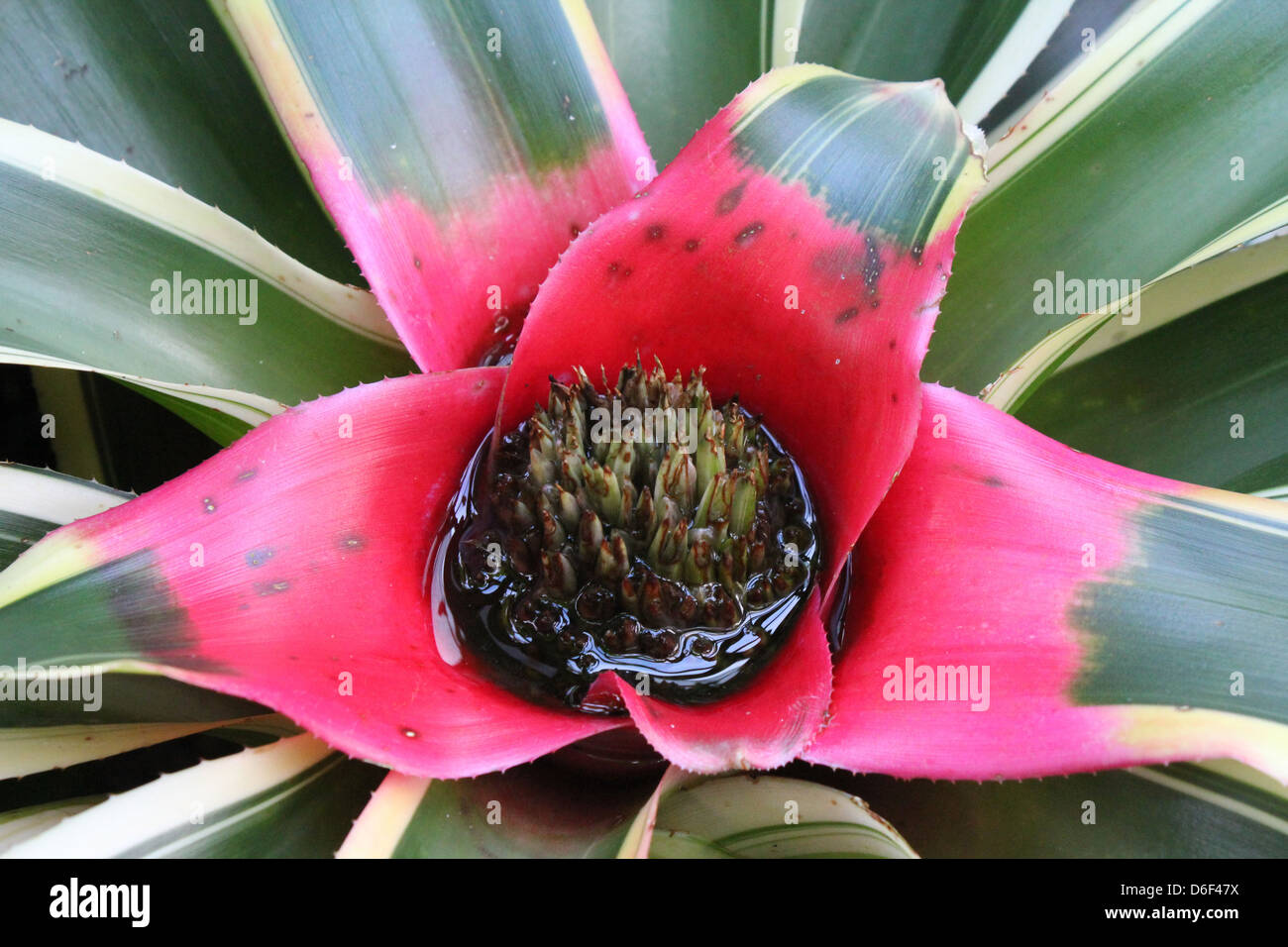 Tropical flowering plant Stock Photo