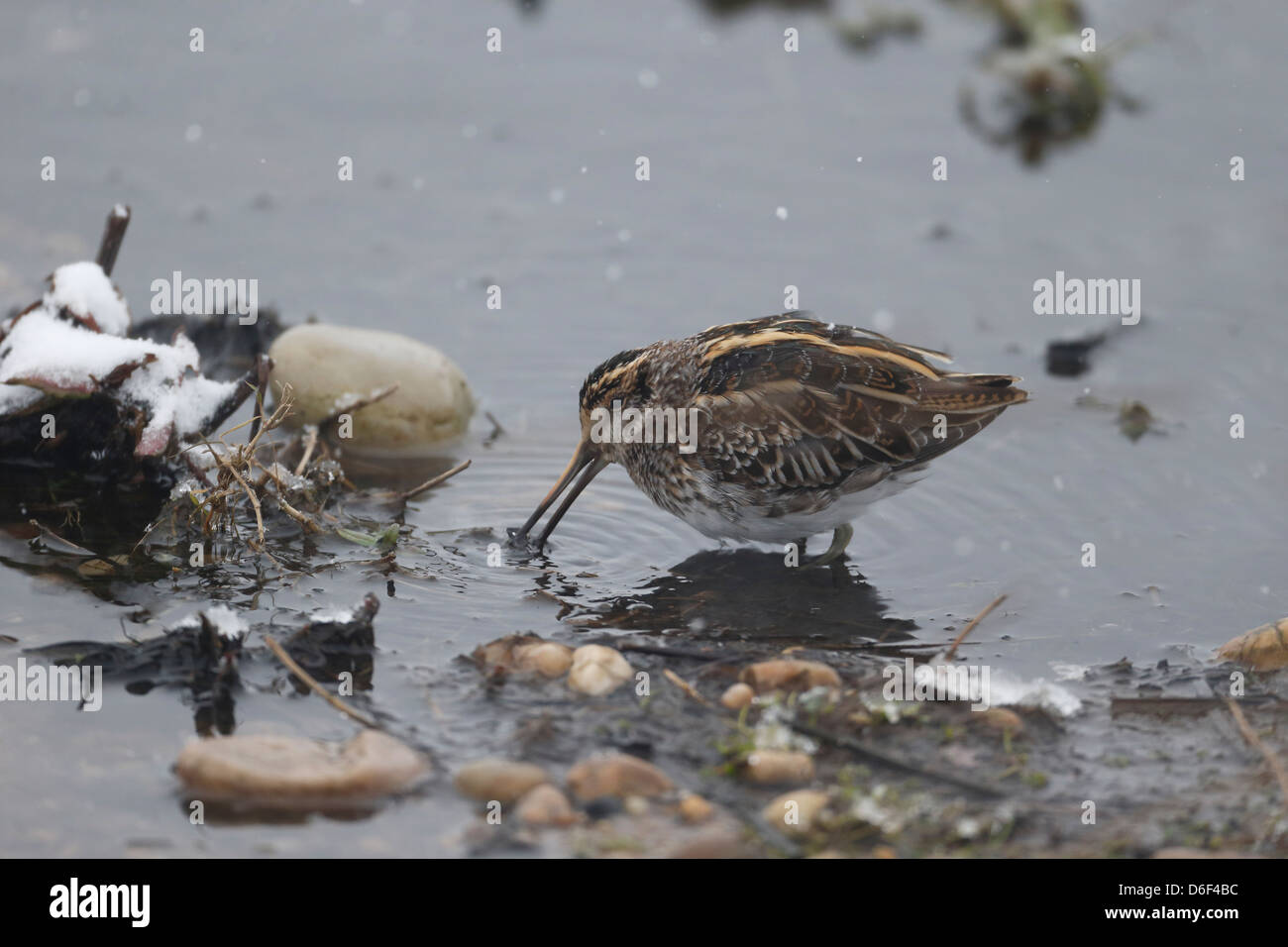 Jack snipe, Lymnocryptes minimus, single bird in water, Warwickshire, March 2013 Stock Photo