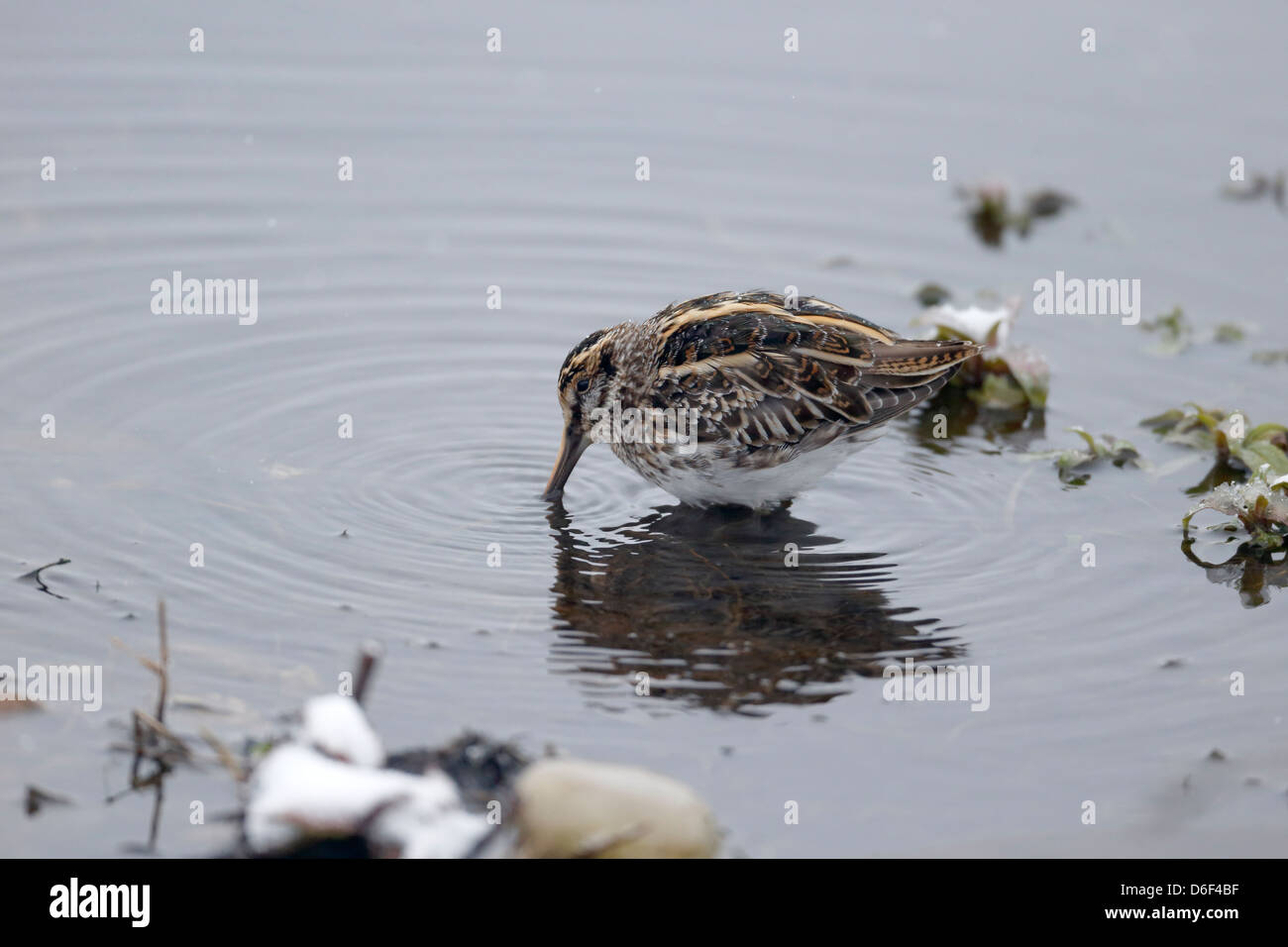 Jack snipe, Lymnocryptes minimus, single bird in water, Warwickshire, March 2013 Stock Photo