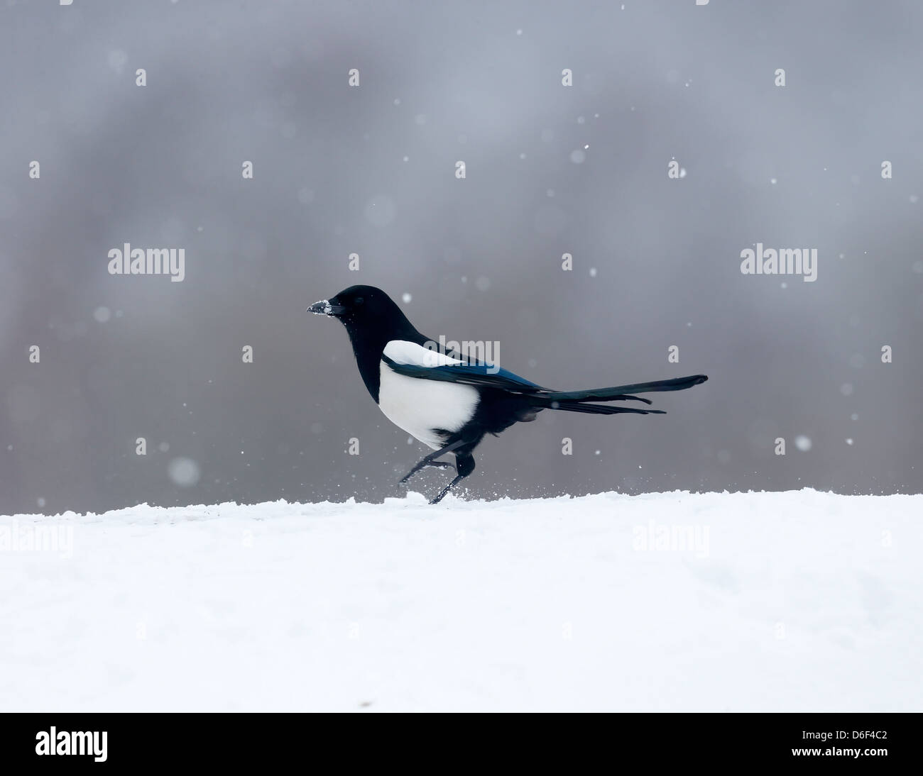Magpie, Pica pica, single bird in snow, Warwickshire, March 2013 Stock Photo