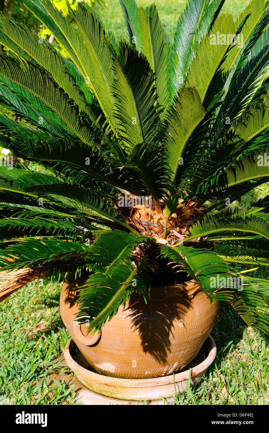 Japanese Sago Palm (Cycas), Calahonda, Costa del Sol, Andalucia, Spain, Western Europe. Stock Photo
