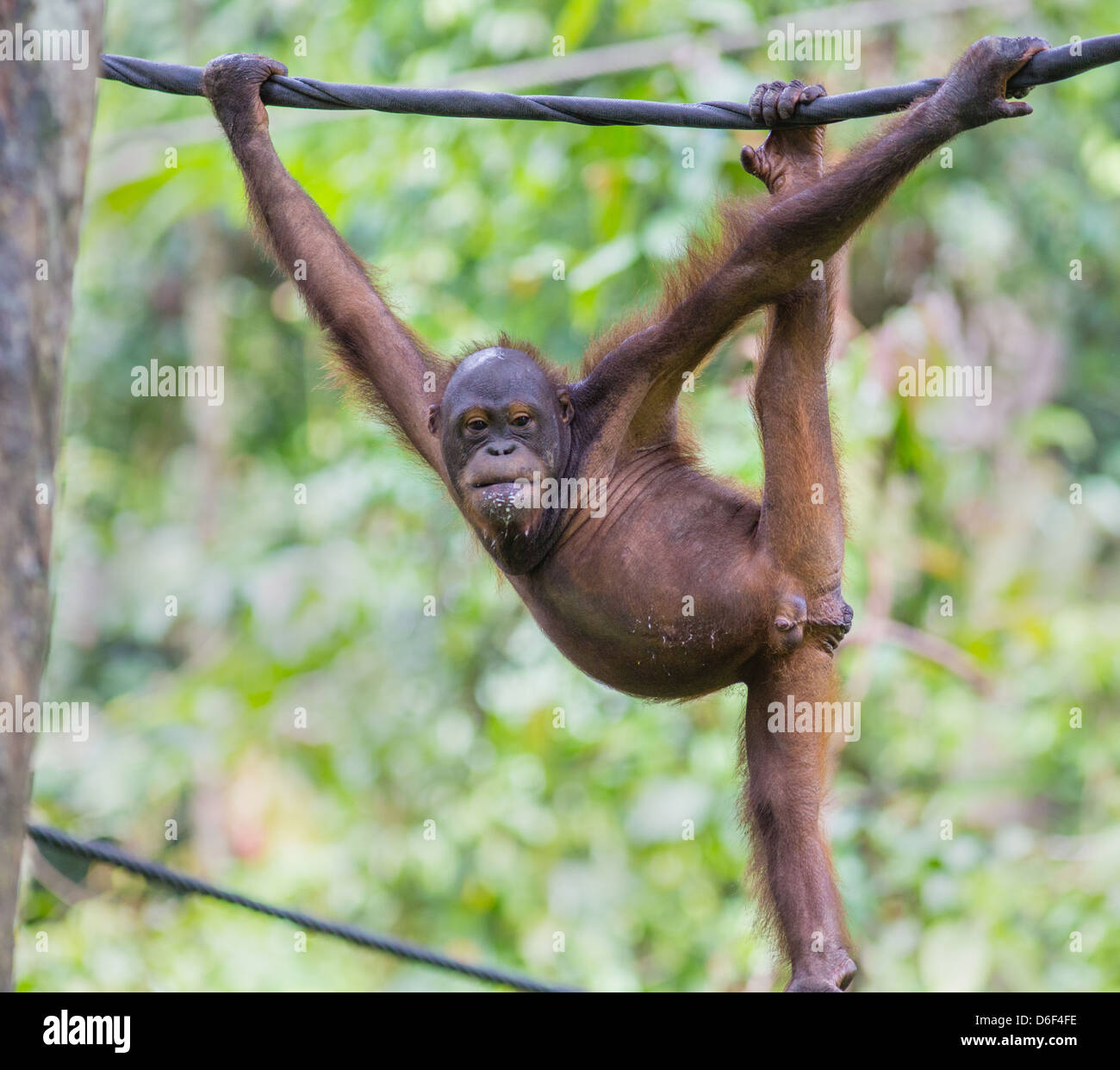 An uninhibited young Orang shows his athletic climbing skills at Sepilok Orangutan Rehabilitation Centre in Sabah Borneo Stock Photo