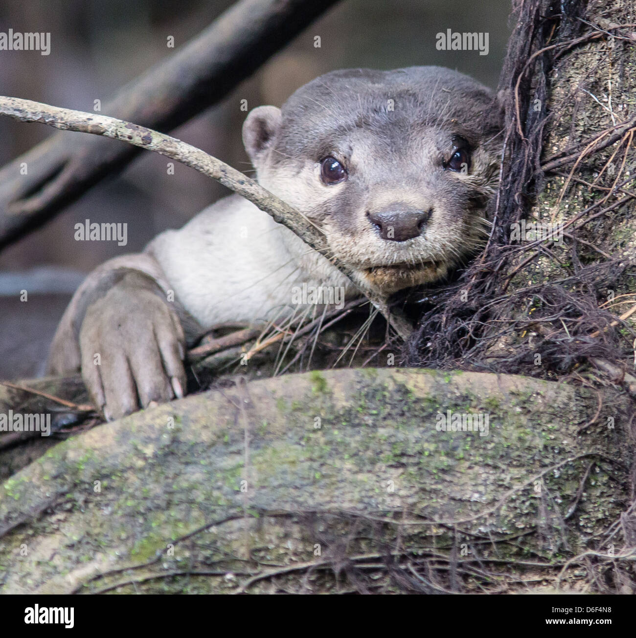 Asian small-clawed otter Amblonyx cinerea on the Kinabatangan River in Sabah Borneo resting its head on tree roots Stock Photo