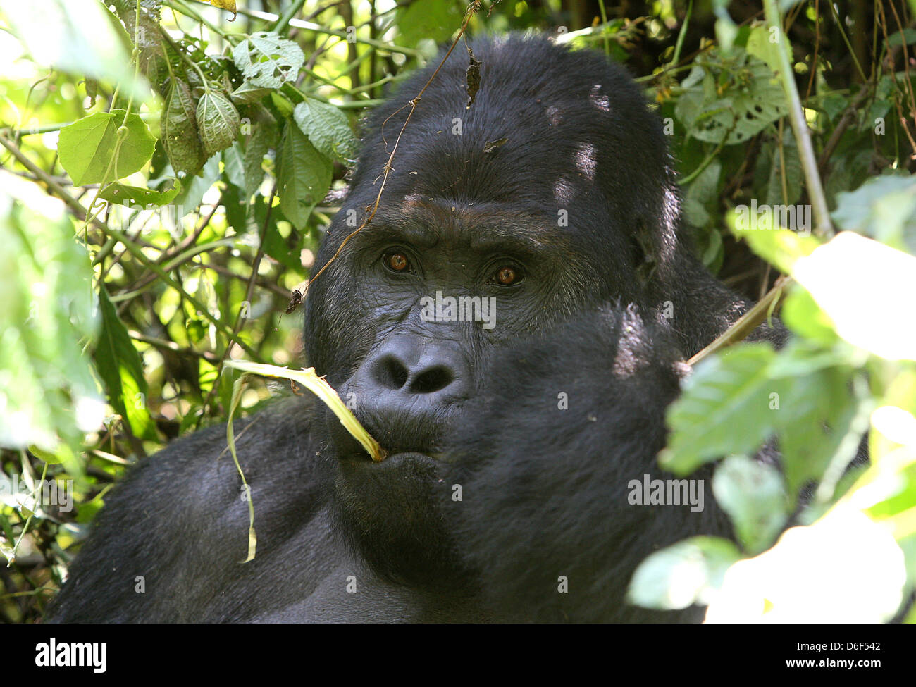 This year, the German Development Bank (KfW ) will take over the financing of the Kahuzi-Biega National Park on the border of the Democratic Republic of Congo to Rwanda. In this park on the Congolese side are currently nine mountain gorilla groups present, which currently means a total of 139 animals. These groups live on approximately 600,000 hectares of forest area - which makes only 1/10 of the Total National Park, that is currently controlled. Before the last outbreak of war with Rwanda there was about 10,000 living Mountain Gorillas. Many of them have been killed over the years by people  Stock Photo