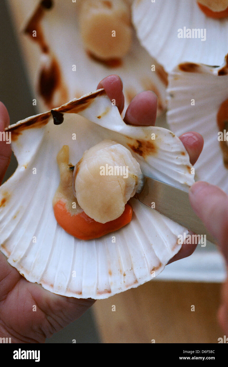 Removing Scallop Meat from Shell Stock Photo - Alamy