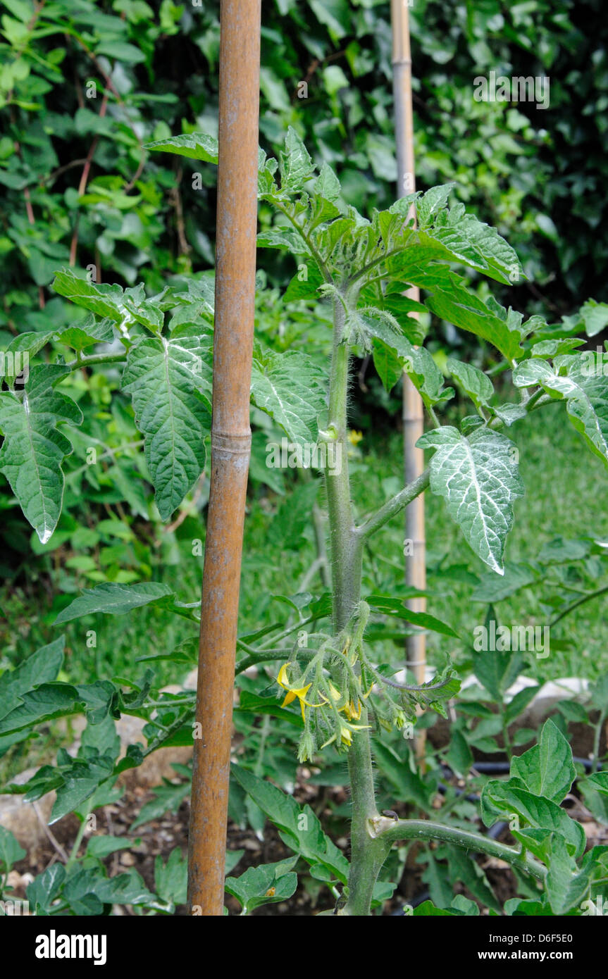 Tomato plant sprinkled with sulphur to protect against fungal diseases, Andalucia, Spain, Western Europe. Stock Photo