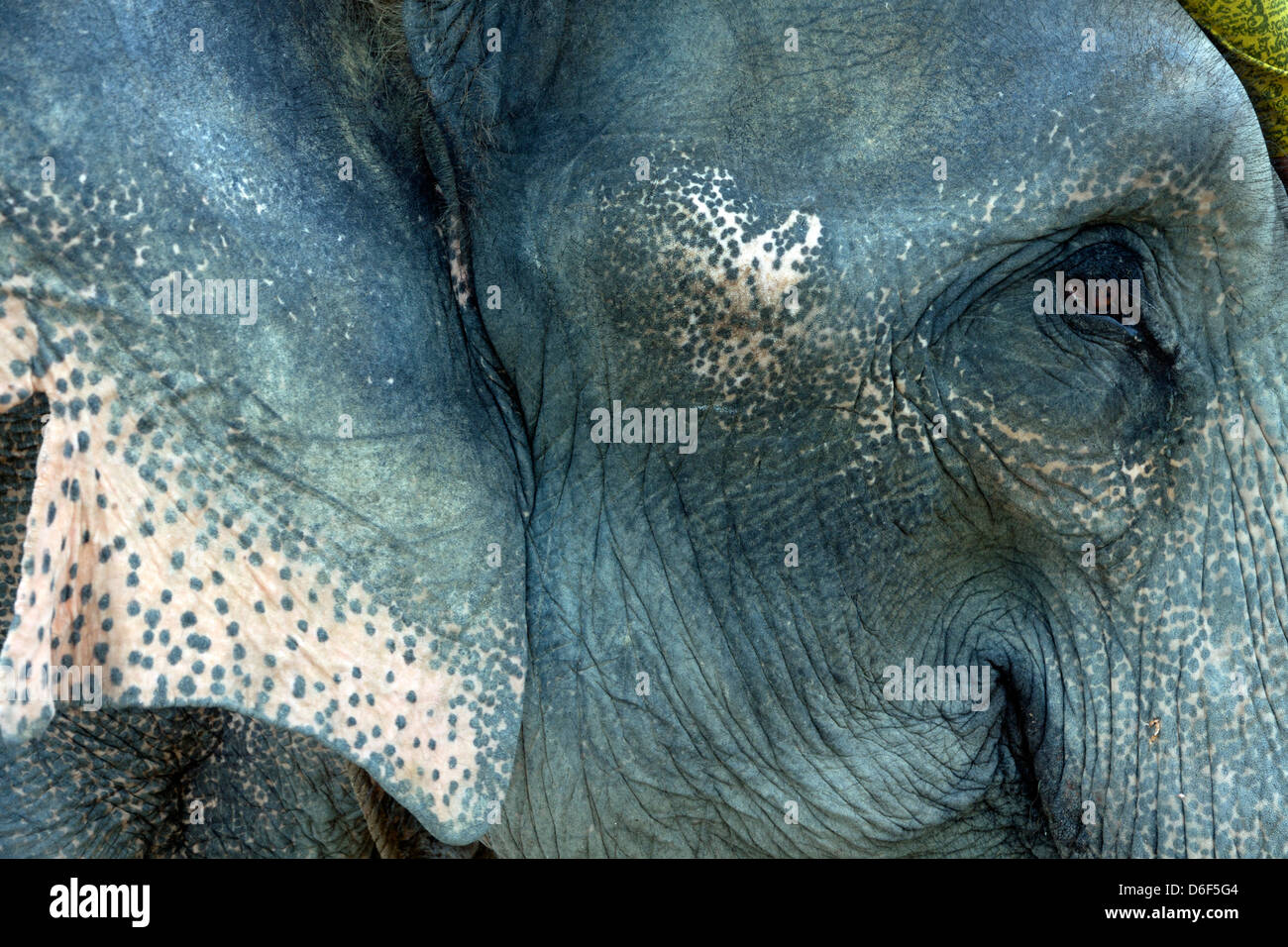 Indian asian elephant hi-res stock photography and images - Alamy