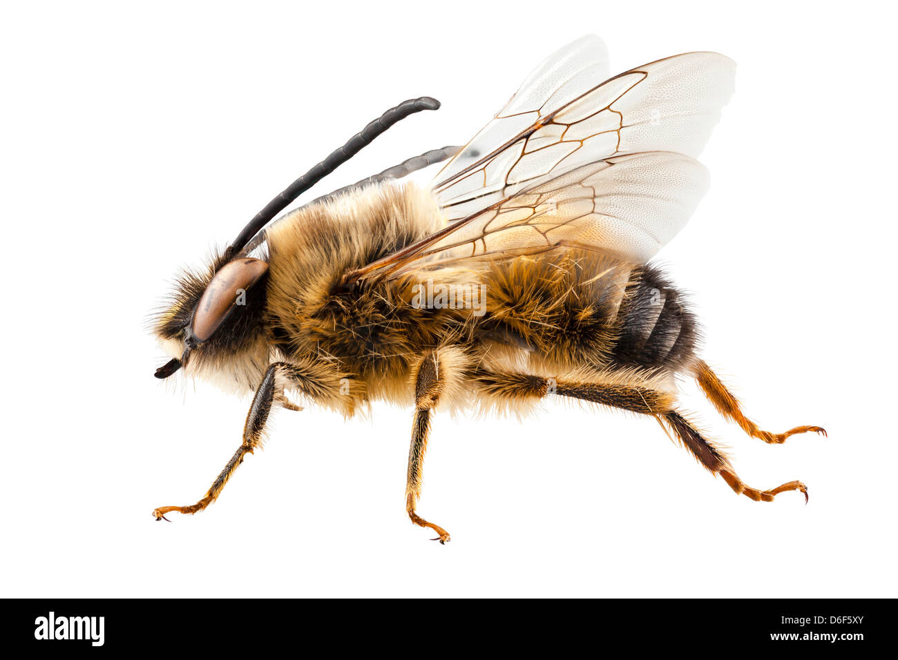 Bee species Eucera longicornis Stock Photo