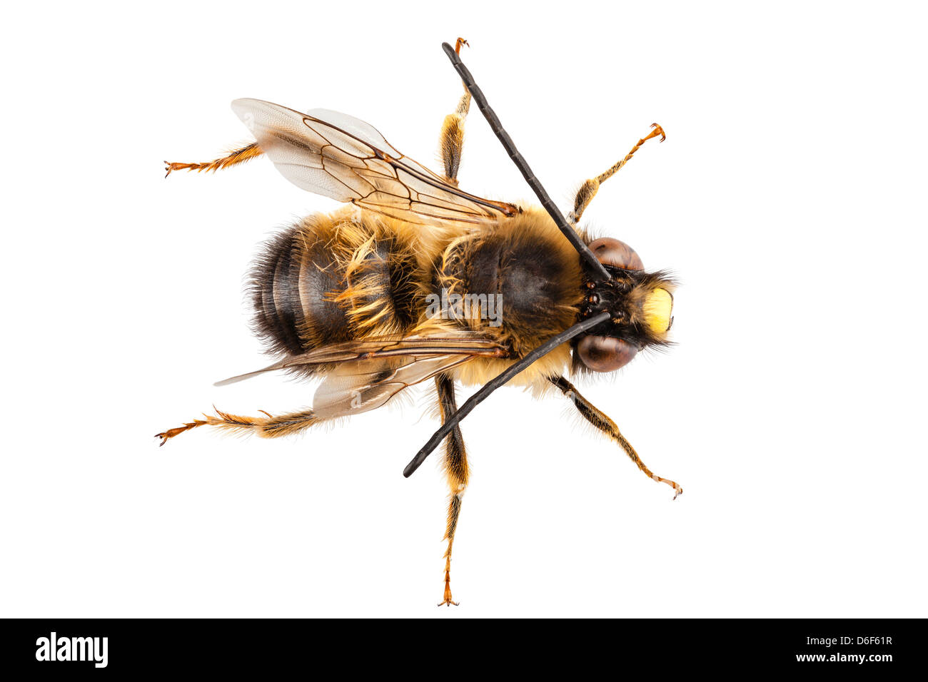 Bee species Eucera longicornis Stock Photo