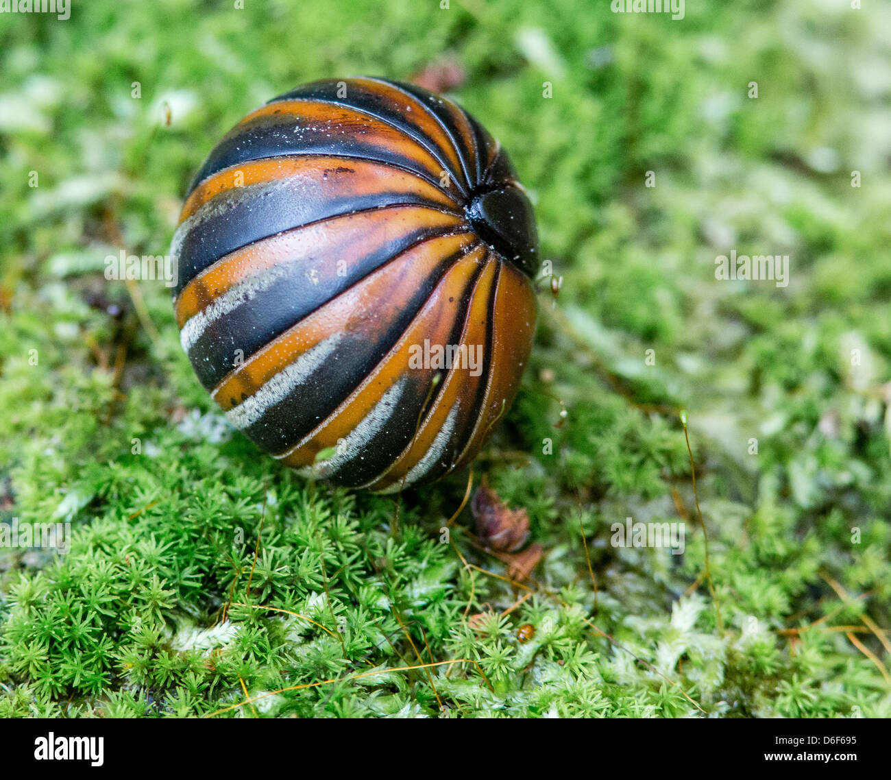 PIll Millipedes ( Sphaerotheriida ) curl up into a tight perfectly spherical ball when alarmed Kinabatangan River Borneo Stock Photo