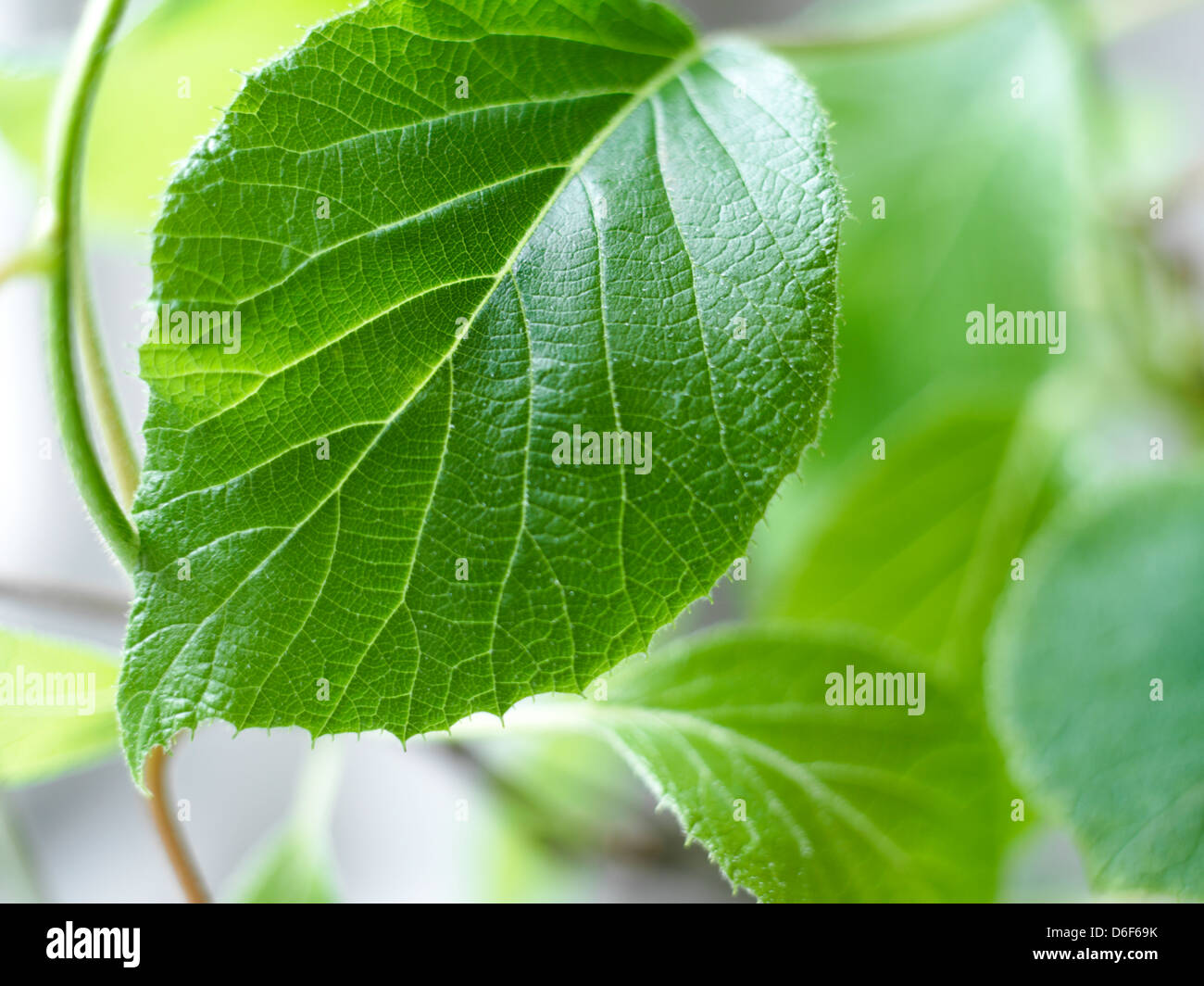 Kiwi Leaves Stock Photo