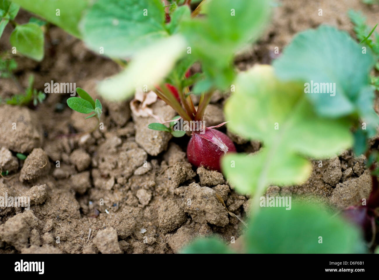 Radish plants in fields hi-res stock photography and images - Alamy