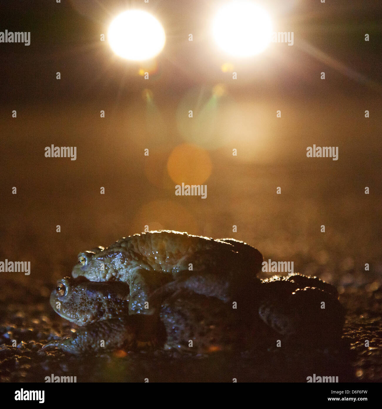 Germany/Saxony/Bluno, toad migratiion, two toas (european toad - bufo bufo) sit on a street at night, 16 April 2013 Stock Photo