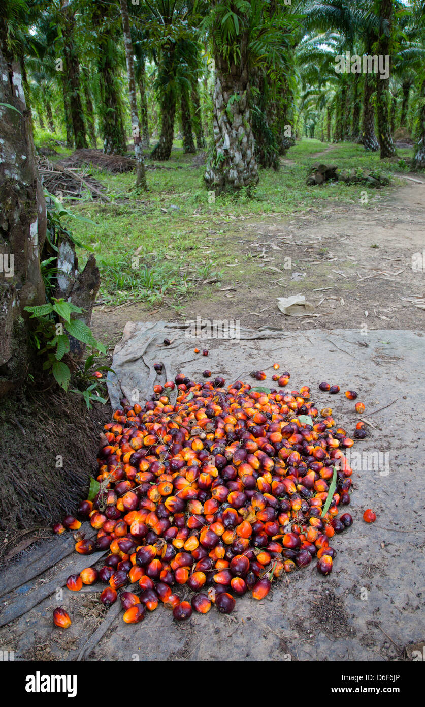 Red fruits of the palm oil tree  Elaeis Guineensis  ready for milling at a plantation in Sabah Borneo Stock Photo
