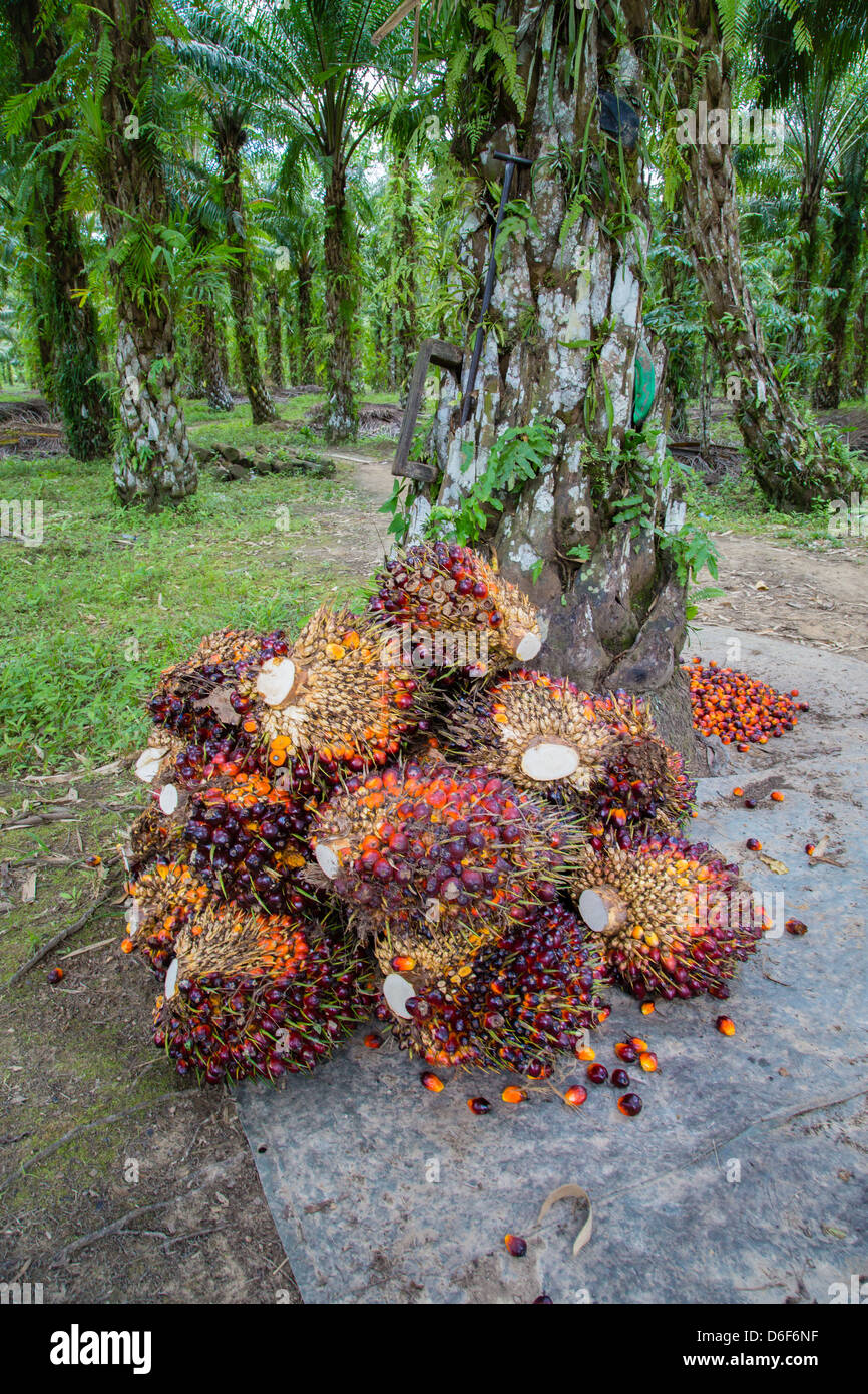 Fruiting husks of the palm oil tree  Elaeis Guineensis piled against a trunk ready for separation before milling Sabah Borneo Stock Photo
