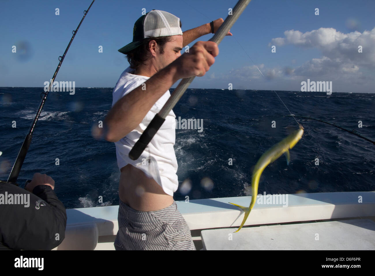 Bringing in a dolphin fish (mahimahi) during an offshore fishing trip