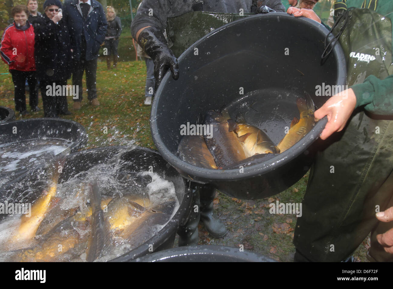 Bokel, Germany, carp harvest: fresh abgefischte mirror carp come into the sales tons Stock Photo