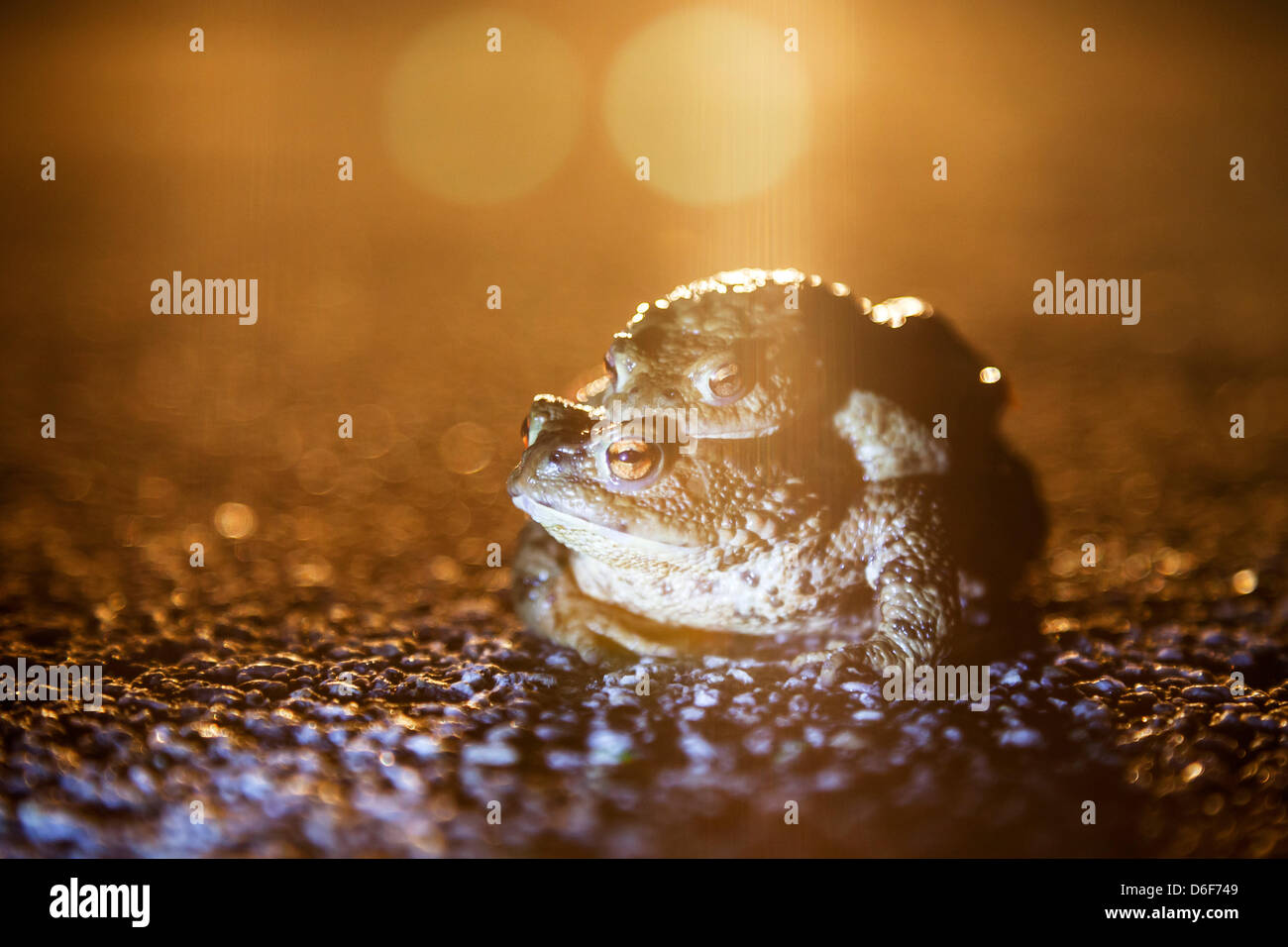 Germany/Saxony/Bluno, toad migratiion, two toas (european toad - bufo bufo) sit on a street at night, 16 April 2013 Stock Photo