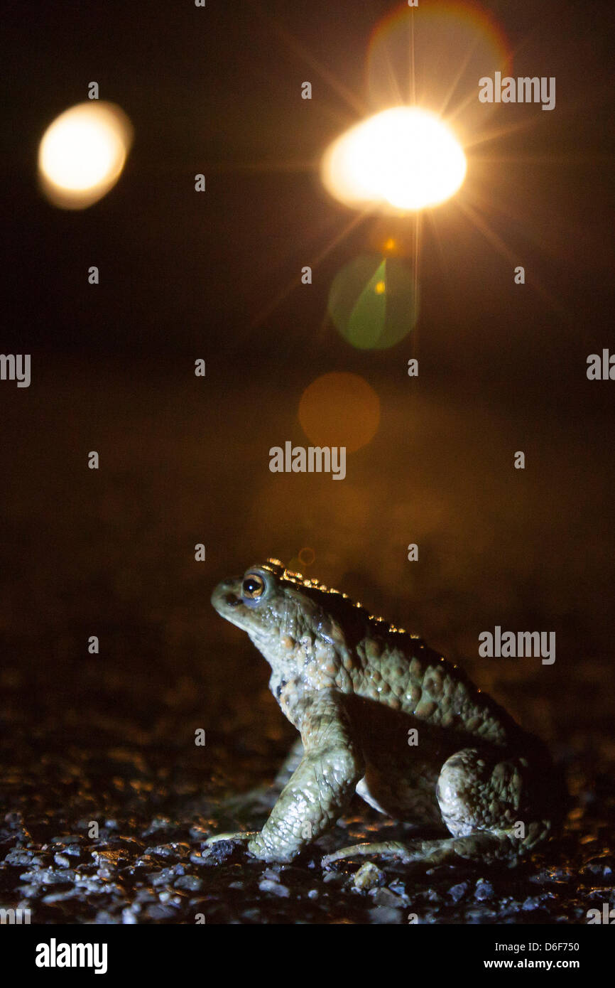 Germany/Saxony/Bluno, toad migratiion, a toad (european toad - bufo bufo) sits on a street at night, 16 April 2013 Stock Photo