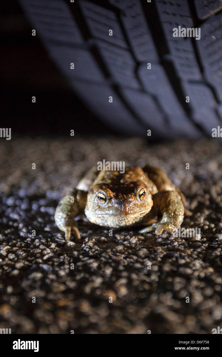 Germany/Saxony/Bluno, toad migratiion, a toad (european toad - bufo bufo) sits on a street at night, 16 April 2013 Stock Photo