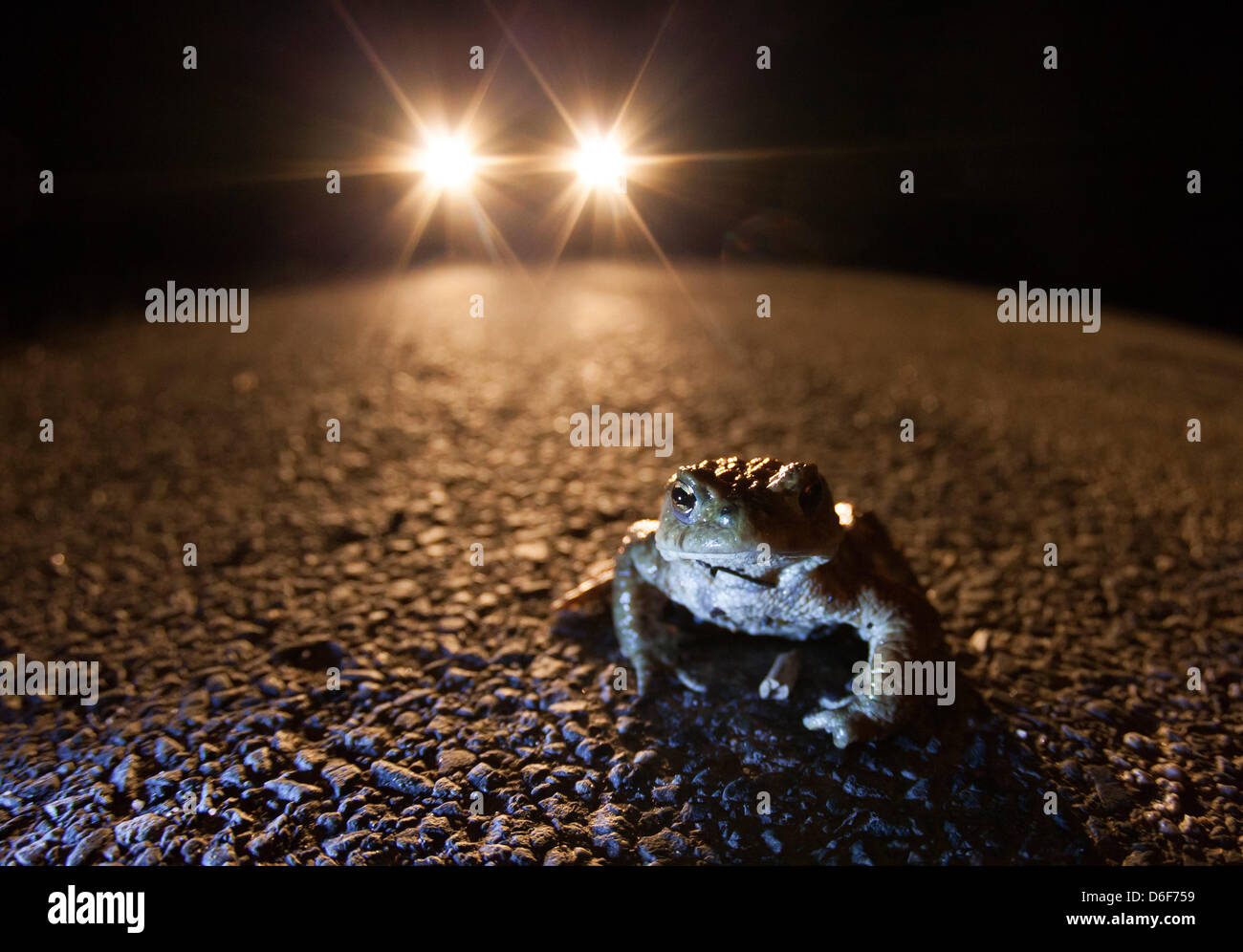 Germany/Saxony/Bluno, toad migratiion, a toad (european toad - bufo bufo) sits on a street at night, 16 April 2013 Stock Photo