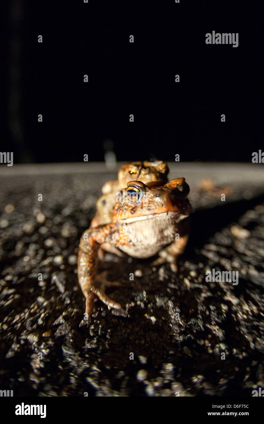 Germany/Saxony/Bluno, toad migratiion, two toads (european toad - bufo bufo) sit on a street at night, 16 April 2013 Stock Photo