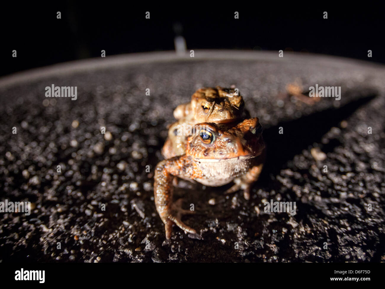 Germany/Saxony/Bluno, toad migratiion, two toads (european toad - bufo bufo) sit on a street at night, 16 April 2013 Stock Photo
