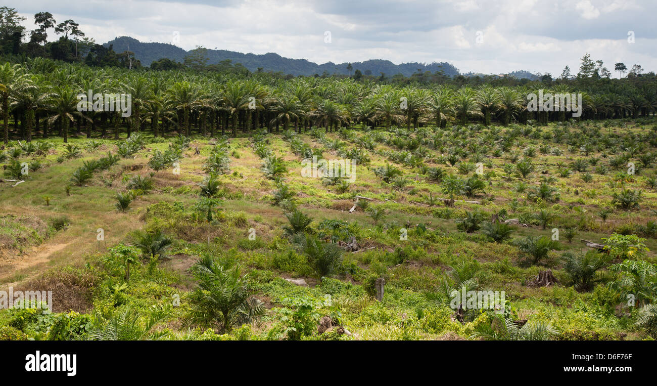 Newly planted and established plantations of the palm oil tree  Elaeis guineensis Sabah Borneo with forested hills on horizon Stock Photo
