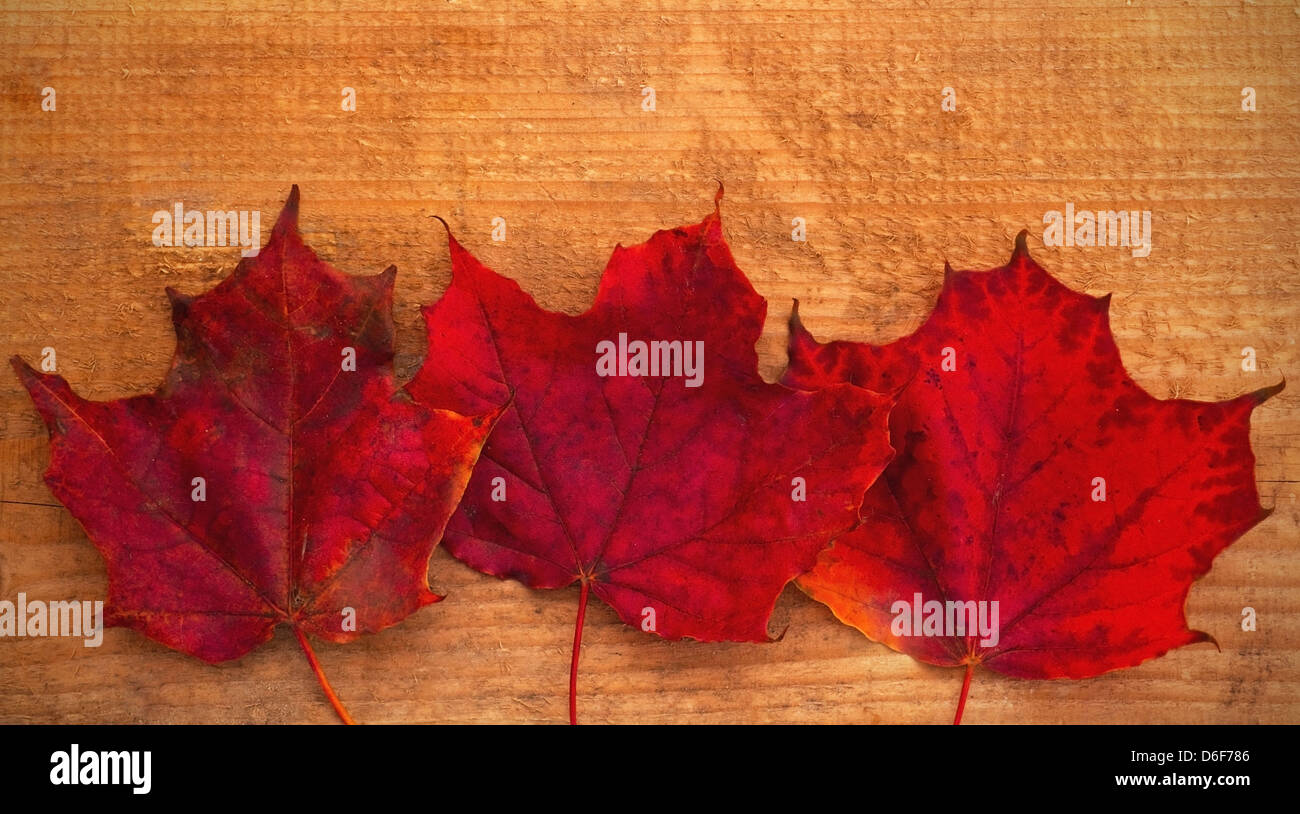 Beautiful red maple leaves on wooden background Stock Photo - Alamy