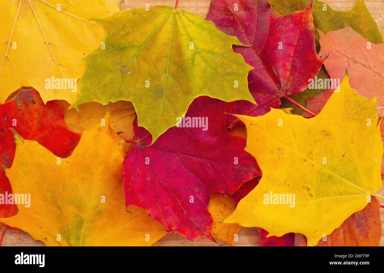 Pure Gold Leaf High Resolution Stock Photography and Images - Alamy