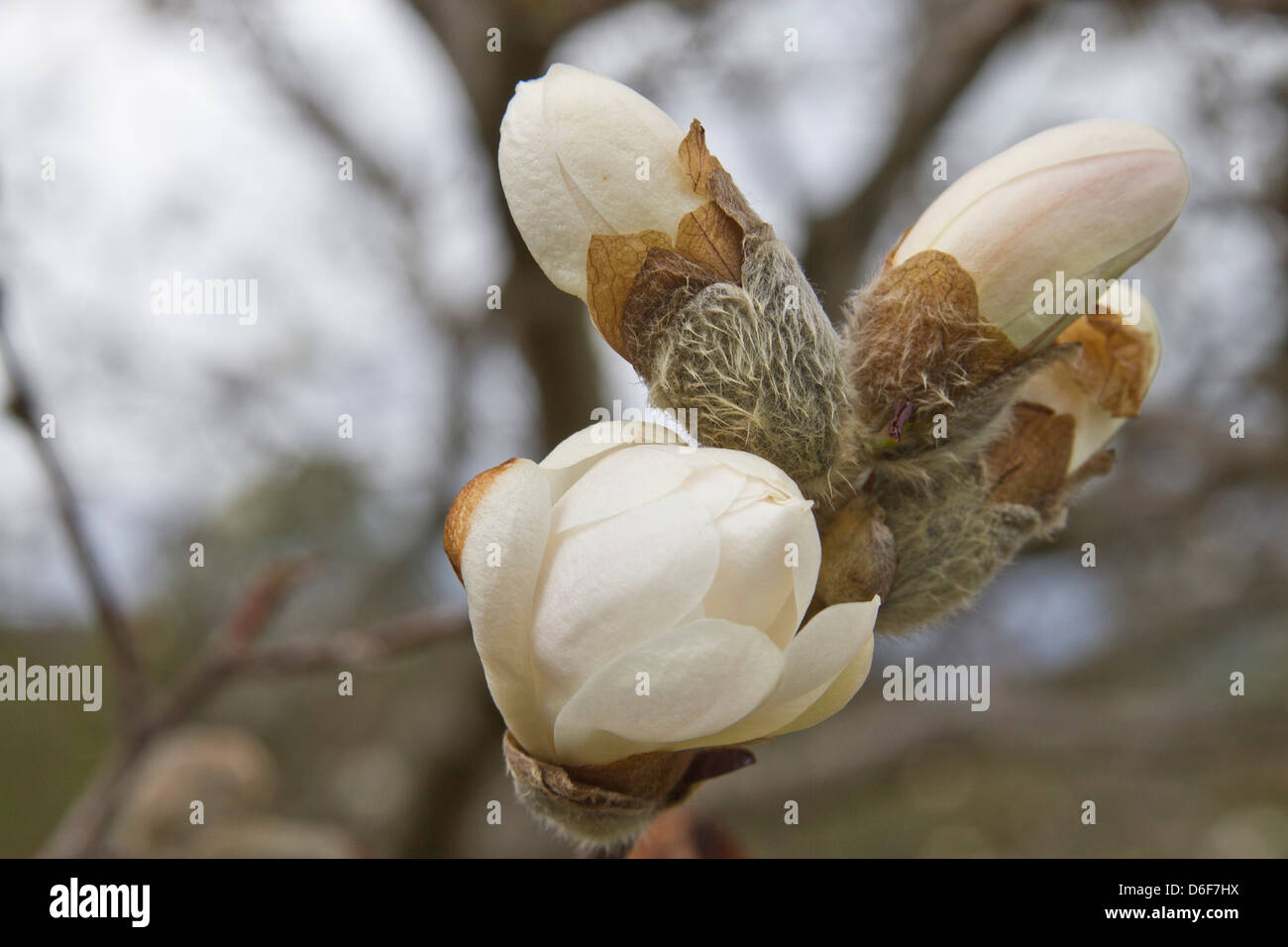 Close up of Royal Star Magnolia tree blossoms in early spring Stock Photo