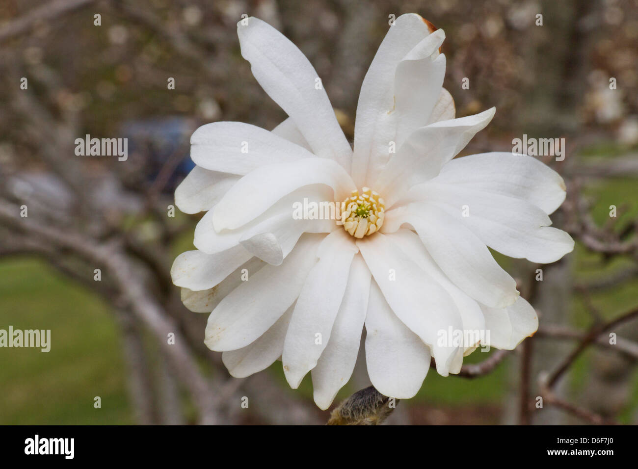 Close up of a fully open Royal Star Magnolia Tree flower Stock Photo