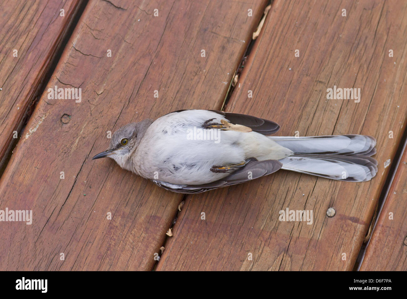 Close up of a stunned bird that is lying on its back on a wooden deck appearing dead (but later flew off) Stock Photo