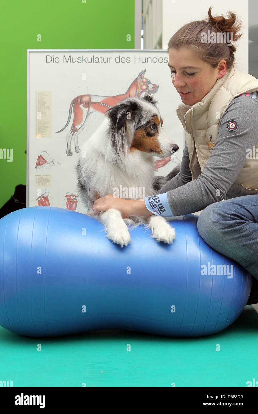 Wees, Germany, an Australian Shepherd dog trained Beastly fit with a ball in the physiotherapy practice Stock Photo