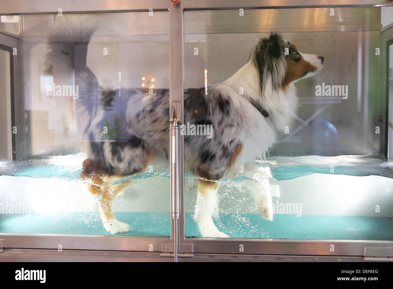 Wees, Germany, an Australian Shepherd dog in the water aerobics in the physiotherapy practice Beastly fit Stock Photo