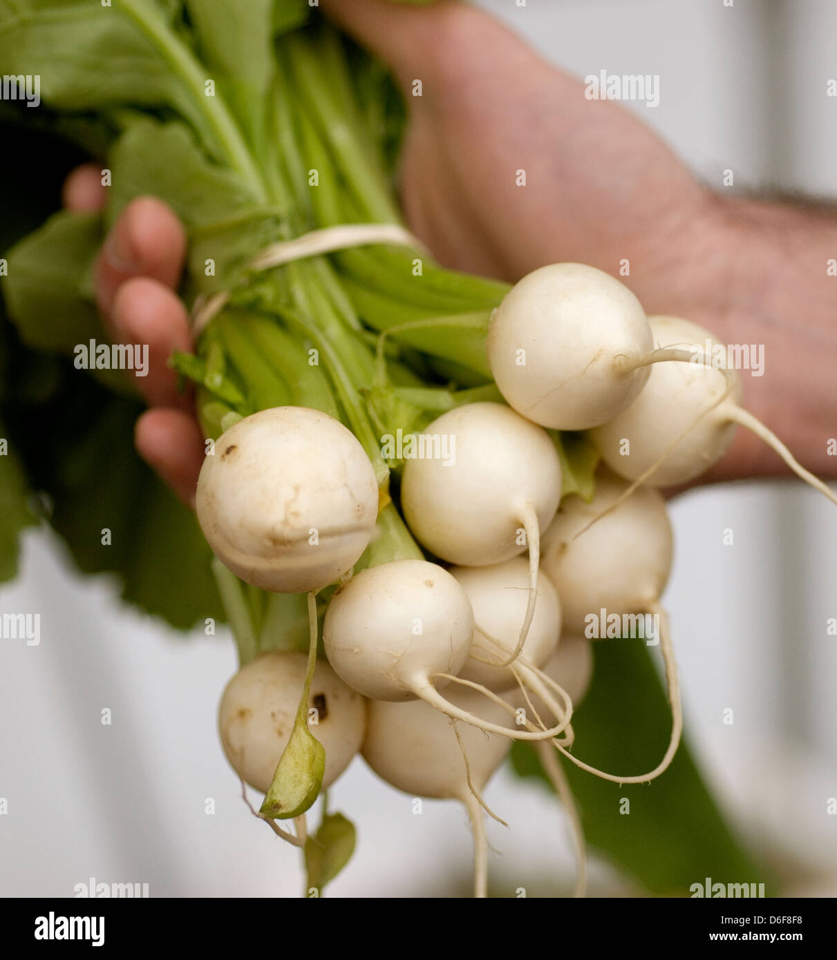 Baby turnips hires stock photography and images Alamy