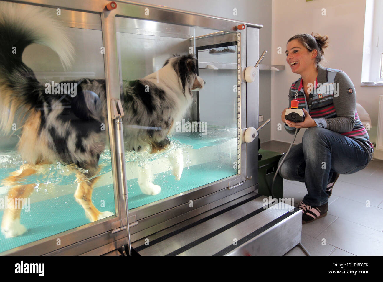 Wees, Germany, an Australian Shepherd dog in the water aerobics in the