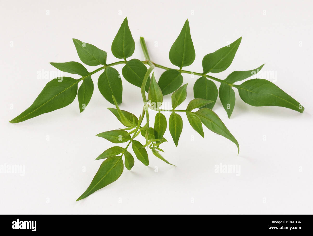 Jasmine leaves hires stock photography and images Alamy