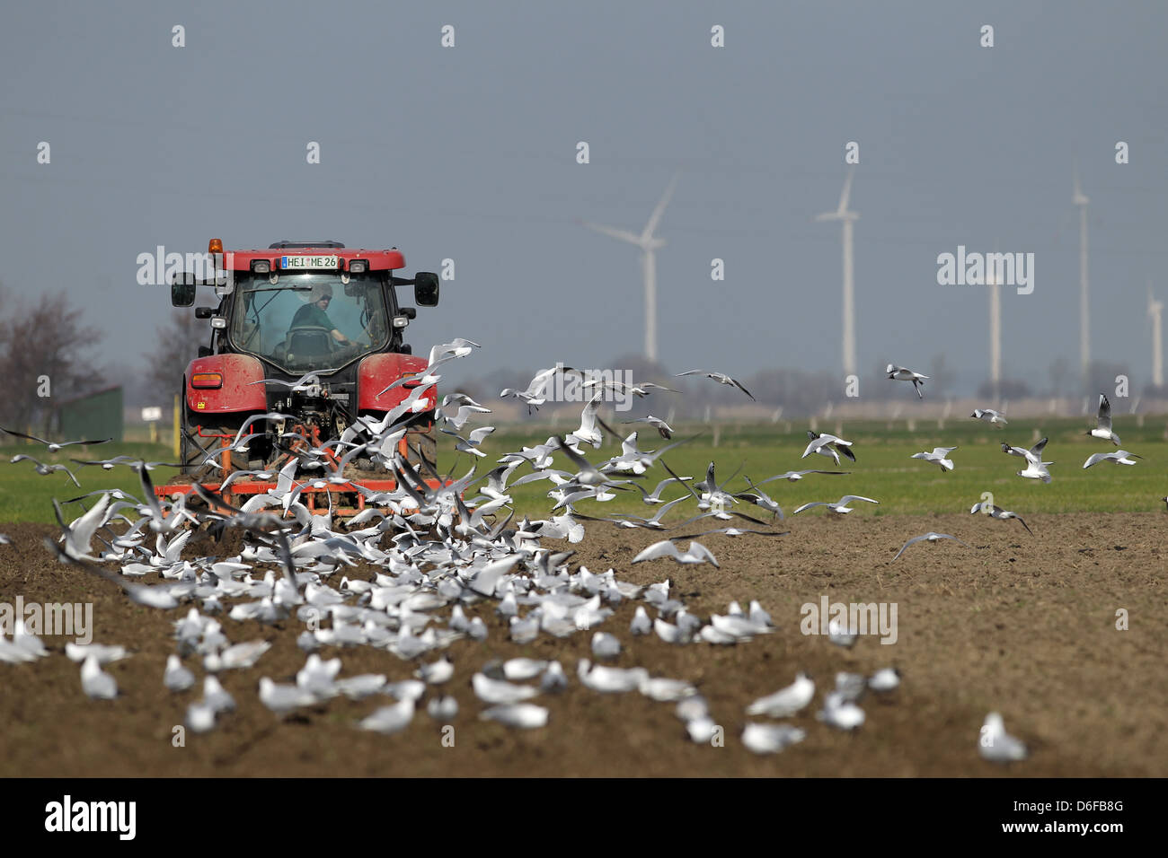 Wesselburener Deichhausen, Germany, tractor with harrow on the field