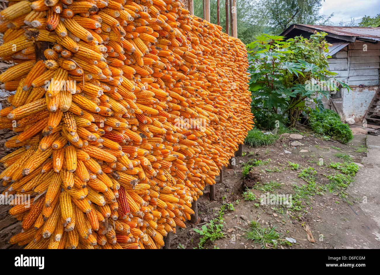 Harvested corn on the cob spiked on a large rack to dry al fresco in