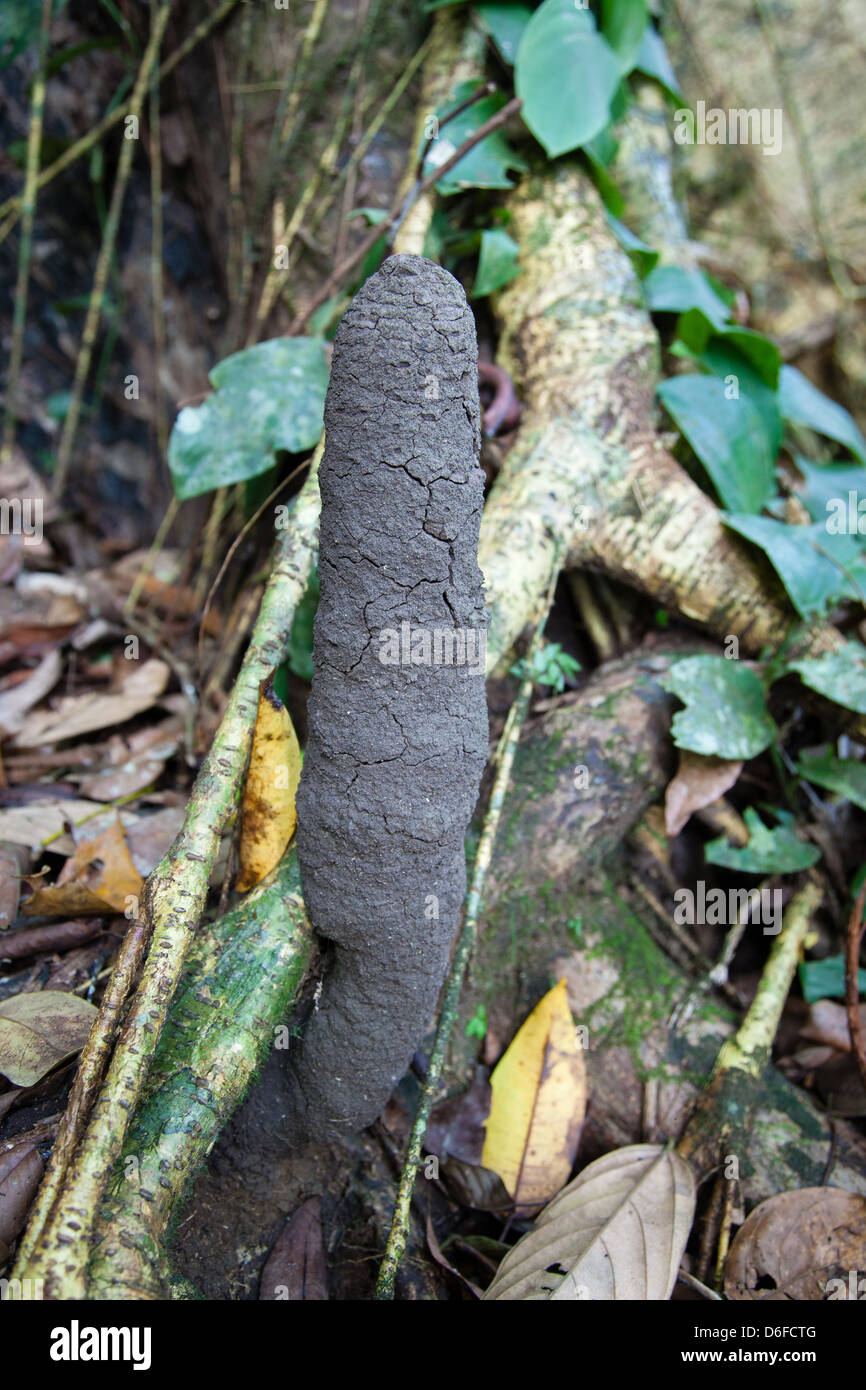 Termite nest protruding from tree roots on the rainforest floor in the